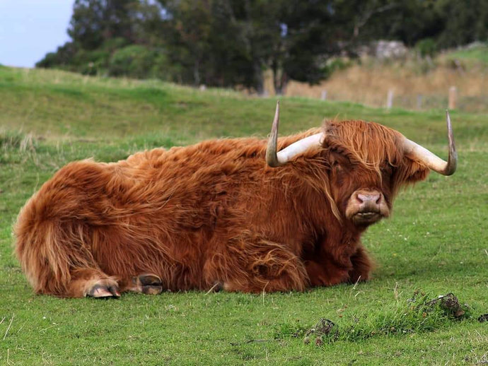 Highland Wonders: Inspiration from Scotland’s Natural Beauty