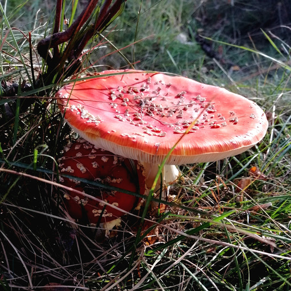 Learn about the Inspiration behind our enchanting Toadstool Brooch